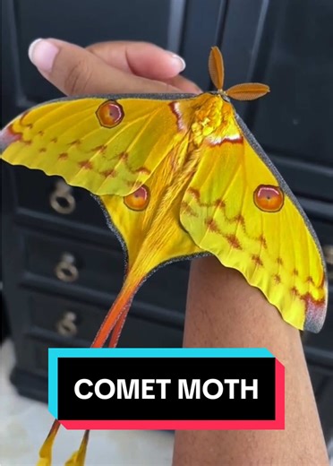 Discover the Stunning Comet Moth 🦋