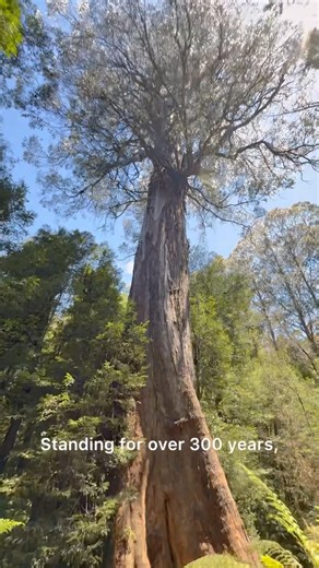 This Rainforest Hides a Tree Older Than Some Cities #nature #history #melbourne #australia #shorts