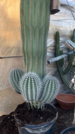 1.6K views · 110 reactions | Check out this beautiful cactus plants | Real Plant Species | Facebook