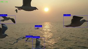 DL Solutions: Image Classification, Segmentation, and Object Detection