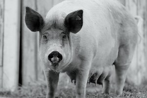 Where to Watch the ‘Gunda’ Documentary