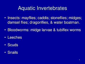 Aquatic Invertebrates - SlideServe