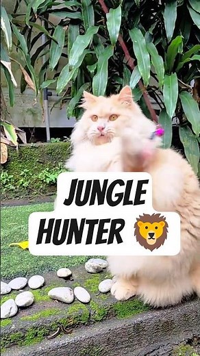 My Cream Angora's favorite playtime routine ✨🐾 #cat #pets #angora