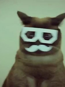 groooooove cat is groovin joaaaaa #grooovecat #cats #funky #shorts