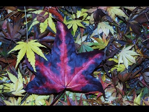 2 Minute Meditation - Autumn Sweetgum Leaf