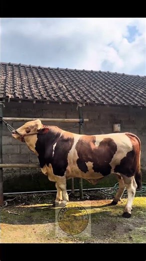 Simmental cattle