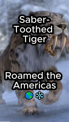 Saber-Toothed Tiger Roamed the Americas 🌎❄️