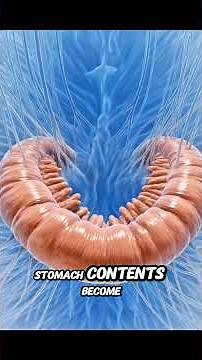 During dehydration,this is what happens to your digestive process inside your body