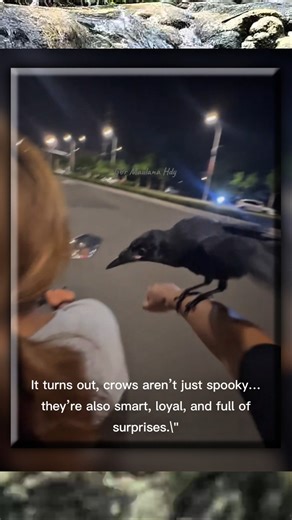 “Crows Aren’t Just Scary… What This One Did Will Blow Your Mind!”