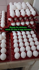 10K views · 158 reactions | Eggs harvest sa week 52. Large sizes and consistent good egg production daily. Dalawang butil ng bawang, 2pcs fersulfate, egg1k, vitmnpr0 at chlorine lang sapat na. #eggs #harvest #passiveincome #everyonefollowers | Chard Padilla | Facebook
