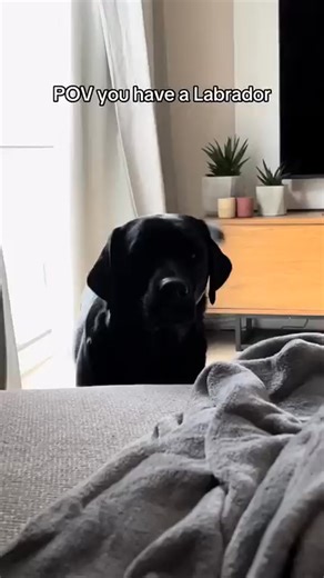 Perfect shoot 🥰❤️ | Black Labrador Retriever Unity
