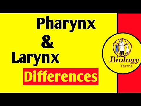 Pharynx and Larynx Differences | What is Pharynx? | What is Larynx? | Respiratory System