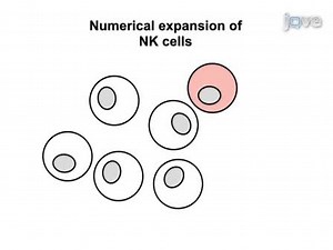 Expansion, Purification, and Functional Assessment of Human Peripheral Blood NK Cells