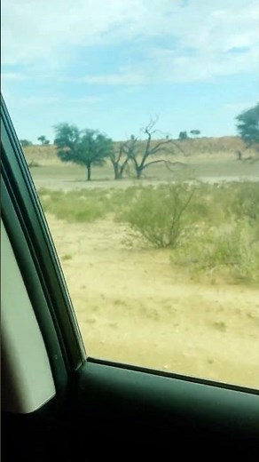 Lion Chases Down Car