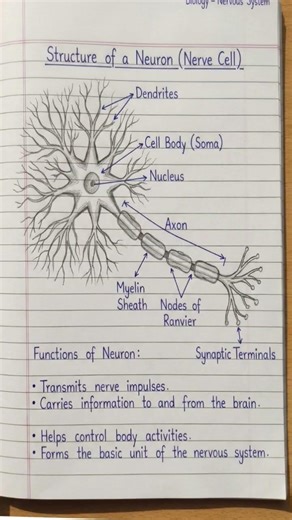 structure of neuron | #nervecell #nervoussystem #biology #neet #motivation