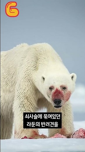 북극곰은 강아지를 찢어