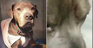 74K views · 22 reactions | One year ago, Meana was stolen from Animal...