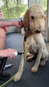 Ultra Quiet Fast Drying and Pet Friendly Grooming