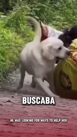 This dog helps his elderly human