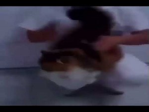 cat half life sound effects