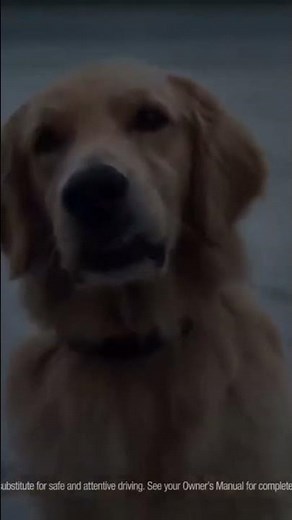 Subaru Commercial | Dog Tested | Caught | Best Commercials