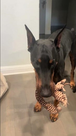 Dog Teases Owner || ViralHog