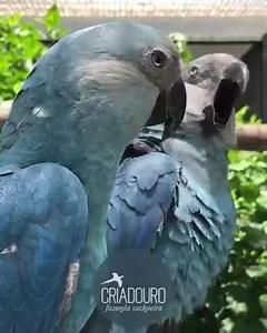 8.8K views · 227 reactions | Save Endangered Parrots From...