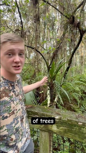 ULTIMATE Tree Hugger EXPLAINED! 🧐🌳#plants#didyouknow#education#shorts#nature#amazingfacts