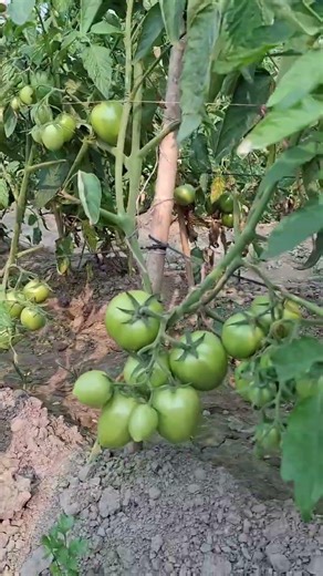 সারা বাংলাদেশের সর্বাধিক জনপ্রিয় একটি জাত হচ্ছে বাহুবলি