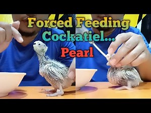 How to Handfeed | Forced or Crop Feeding...