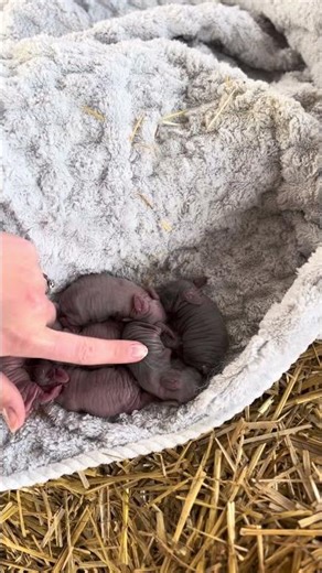 Rosie Has A Surprise!😮🐰❤️ #bunny #foryou #goviral #pet #farm #rabbit #foryourpage #rabbitry #cute