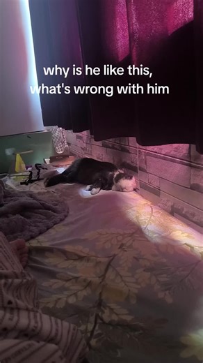 Understanding Your Bunny's Behavior