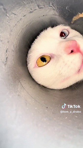 #asmr #gatostiktok #catsoftiktok #fypシ゚ #gato