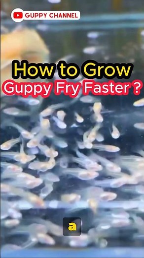 Guppy Fry Care - How to Grow Guppy Fry Faster ? #guppy #guppychannel #guppyfish