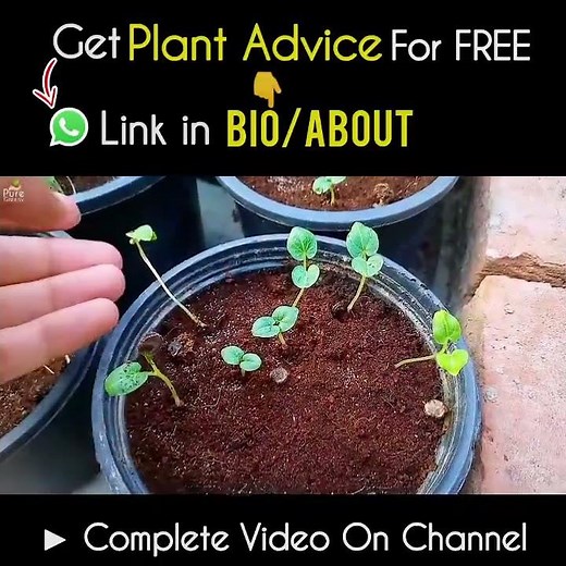 How to Grow Hollyhock Flowers From Seeds Step By Step?