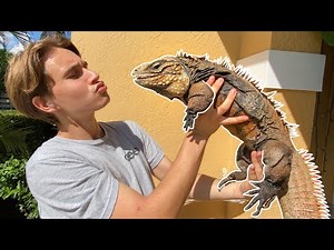 NEW GIANT PET IGUANA At The HOUSE !
