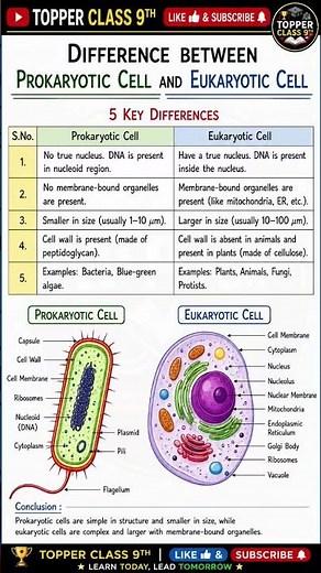 Difference Between Prokaryotic Cell and Eukaryotic Cell | Class 9 Science | NCERT Notes & Diagram