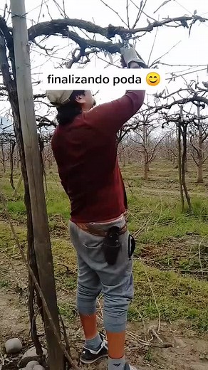 Pruning Grapevines in Winter: Essential Vineyard Techniques