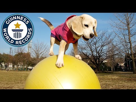 Fastest dog on a ball - Guinness World Records