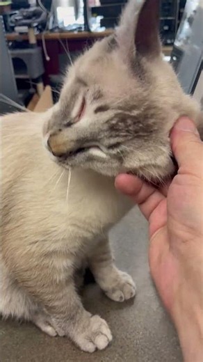 Computer and device repair Videos (Smokey the shop cat)