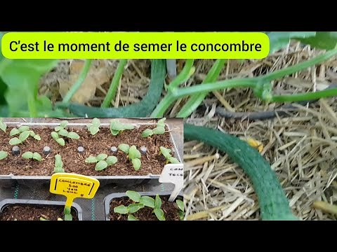Comment semer le concombre en toute simplicité ? 2023