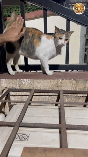 Half a Tail, Double the Charm 🐾 | Pawmbay #mumbaicats