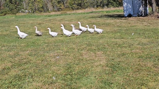Going back to the barn after a swim | Billy's New Hope Barn, Inc