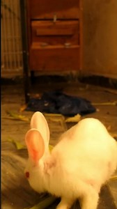 New Zealand Rabbit Bunny red eye 🐇#shorts #bunny #rabbit #youtubeshorts #pets