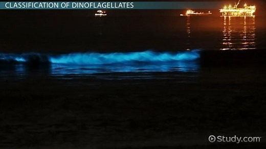 Dinoflagellates | Definition, Characteristics & Examples