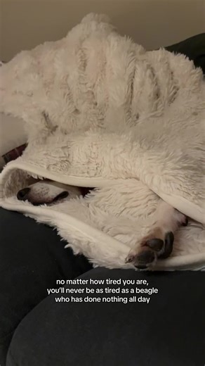 Understanding Beagle Behavior: The Tired Puppy Life