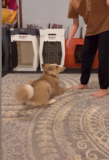 1.4K views · 19 reactions | When I say “say your commands once” this...