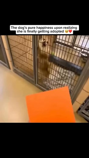 23K views · 775 reactions | Dogs often get super excited when they realize they’re being adopted—many will wag their tails uncontrollably, jump with joy, or shower their new family with kisses as they sense a new beginning filled with love and safety. Share and follow if you like dog videos Credit unknown Please DM us for credit #dog #doglover #cutedog #happydog #excited #exciteddog #adopteddog #shelterdog | My Floofy | Facebook