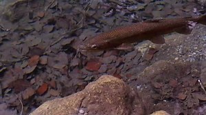 Süchtige Fische - Studie zeigt: Sogar Fische können Crystal-Meth-abhängig werden