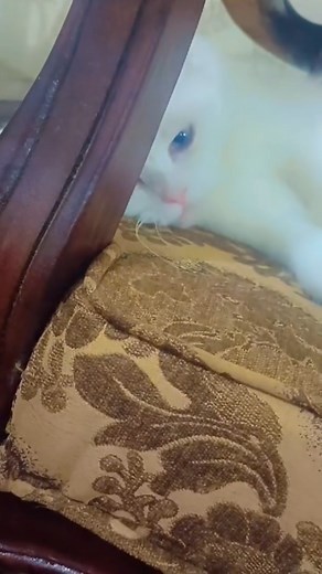 2.3K views · 14 reactions | MY Cat 殺 #cats #animals | Dank Memes | Facebook